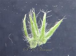  Calyx